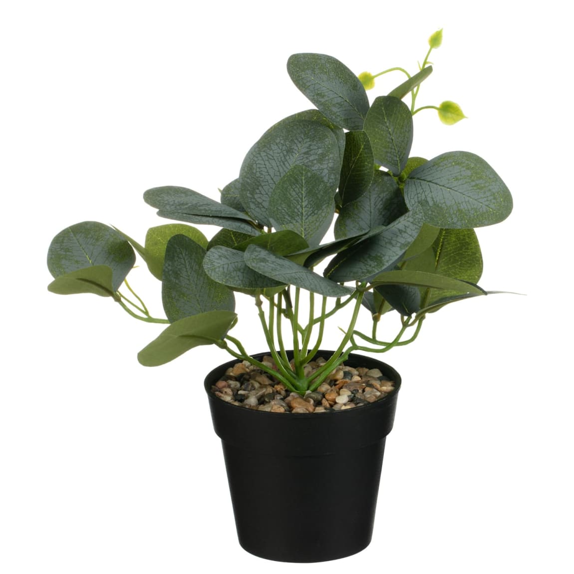 Potted Eucalyptus