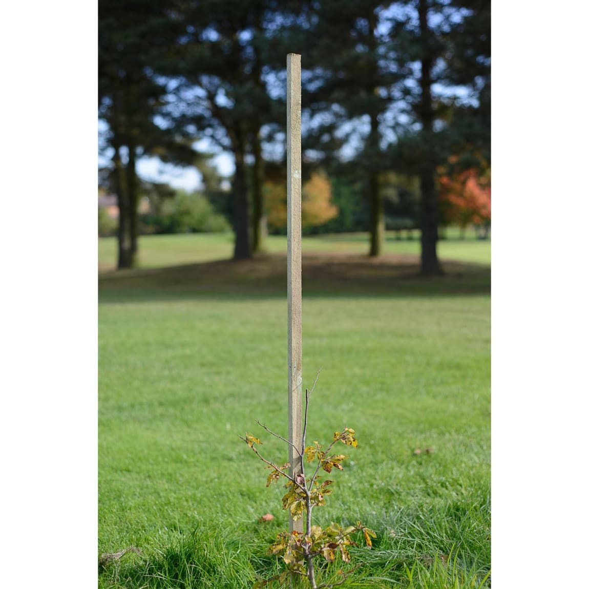 Dahlia Stakes 1.2m x 25mm