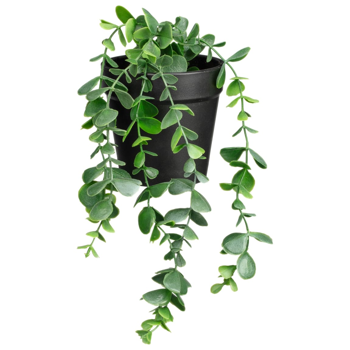 Small Hanging Succulent In Black Vase