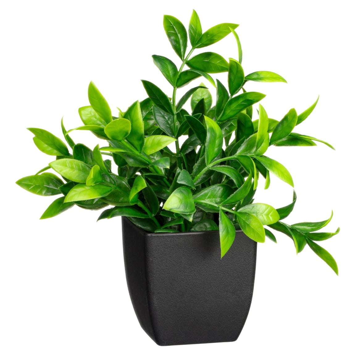 Small Plant In Black Pot
