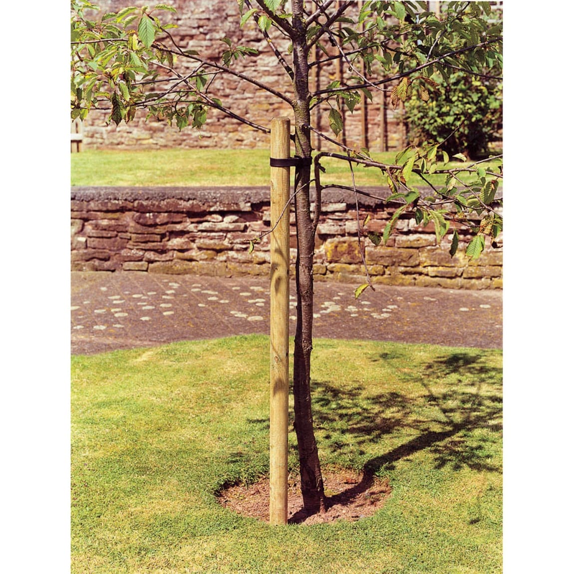 Tree Pole 6ft