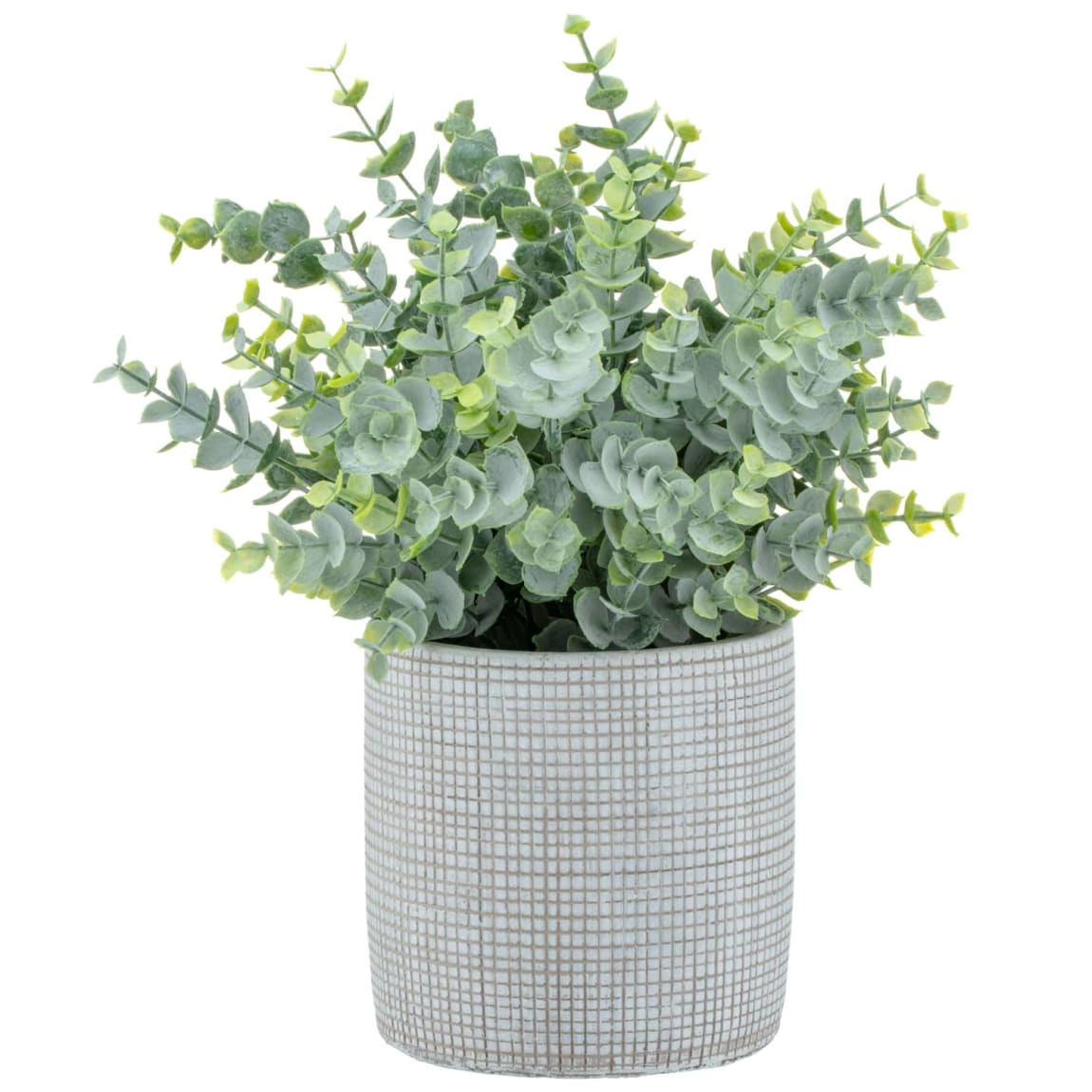 Eucalyptus In Cement Pot