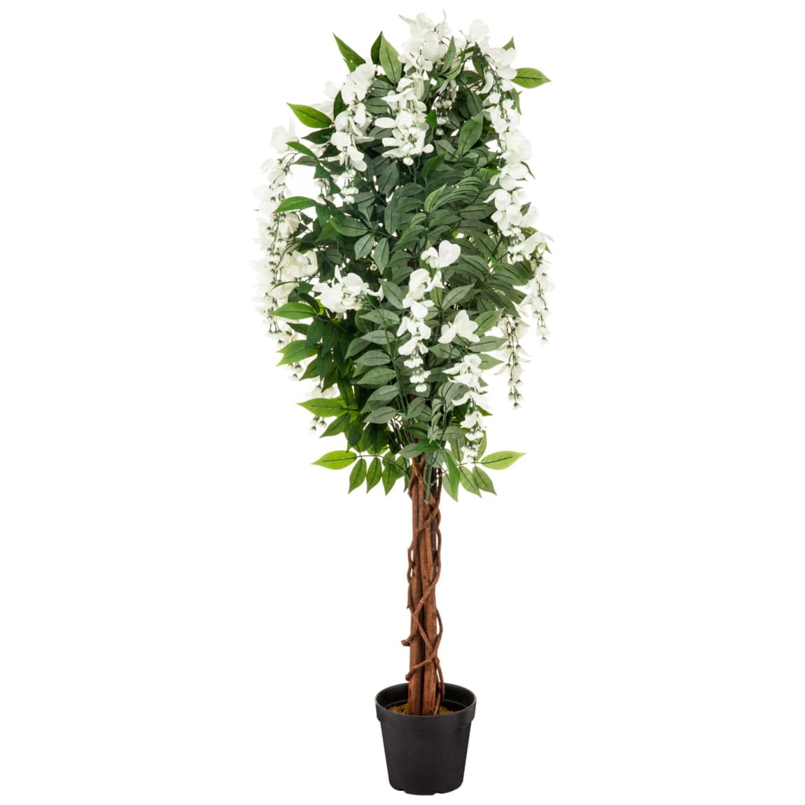 Wysteria Tree In Pot - White