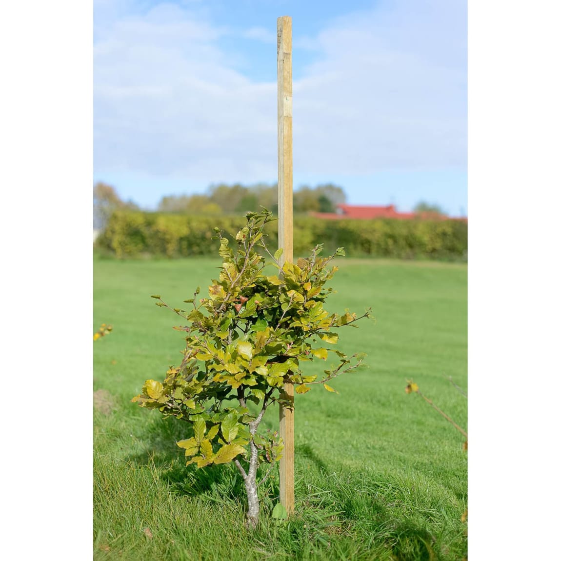Dahlia Stakes 1.8m x 31mm