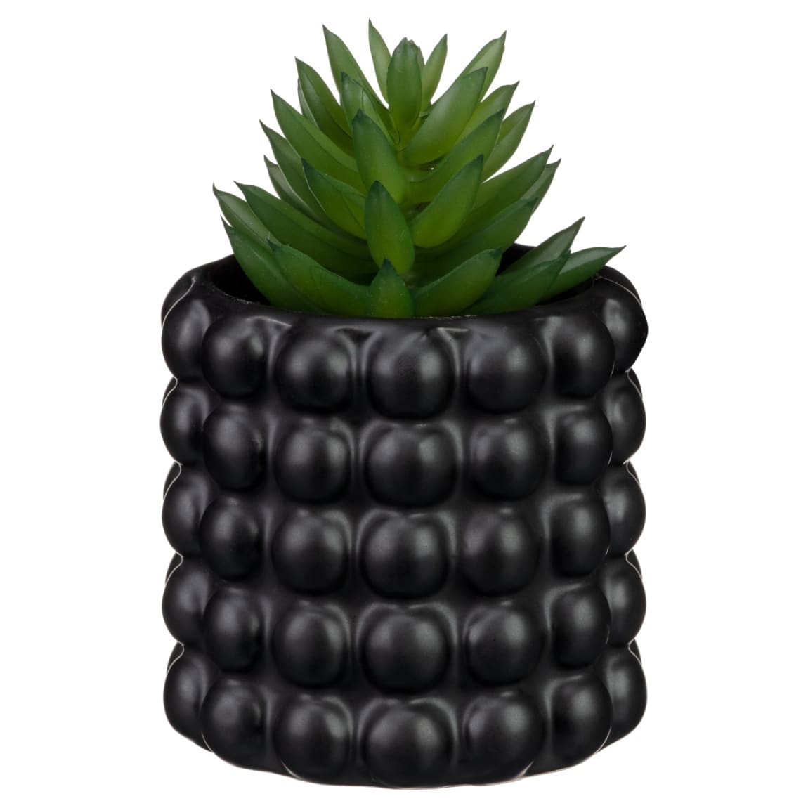 Succulent In Bubble Vase - Black